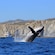 A humpback whale rising out of the water near a boat in Cabo San Lucas, Mexico